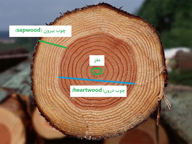 بخش های ساقه درخت