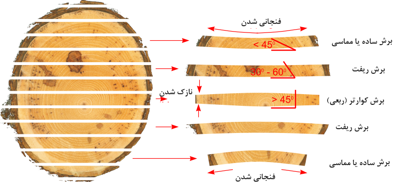 زوایا برش در تنه درخت